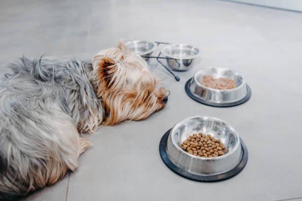 Trovet Hypoallergenic Dog Food packaging for sensitive pets